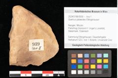Foto (Objekt + Etikett) von Quercus palaeoilex Ettingshausen (NHMW-GEO-2024-0188-0939)